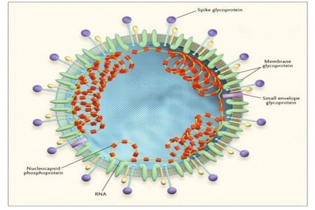 cấu trúc corona virus