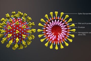 hình ảnh virus corona